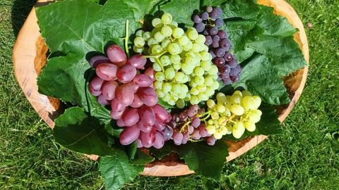 Millised on koduaias väärt saaki andvad viinamarjasordid?