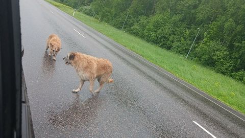 KAS TUNNED ÄRA? ⟩ Plehku pannud koerad pole siiani leidnud koduteed
