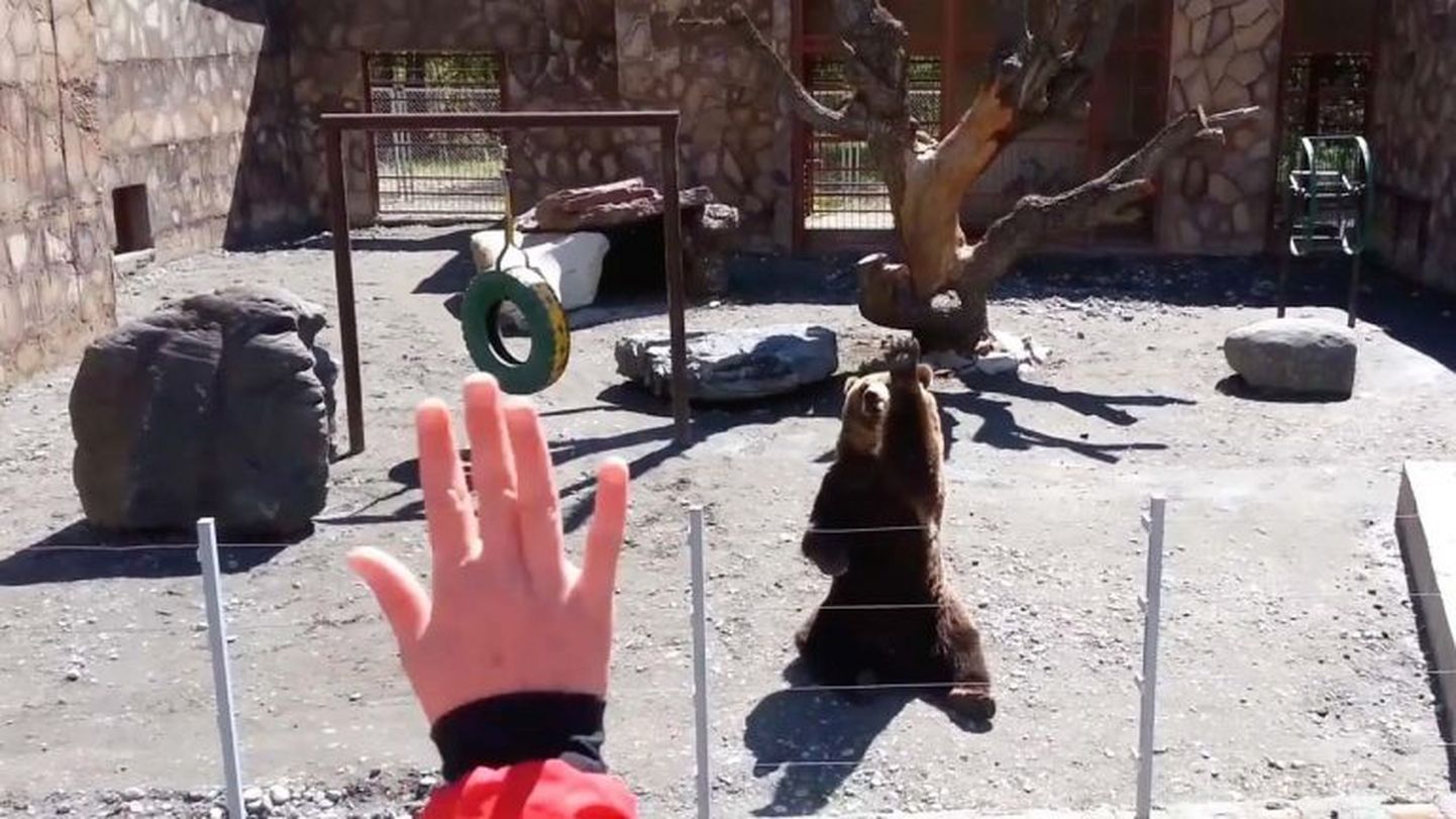 Karu lehvitab loomaaia külastajatele.