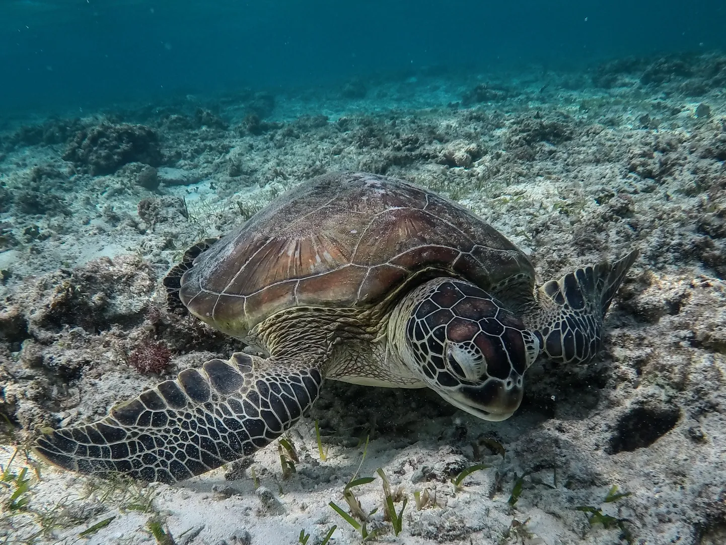Kilpkonn Okinawa lähedal