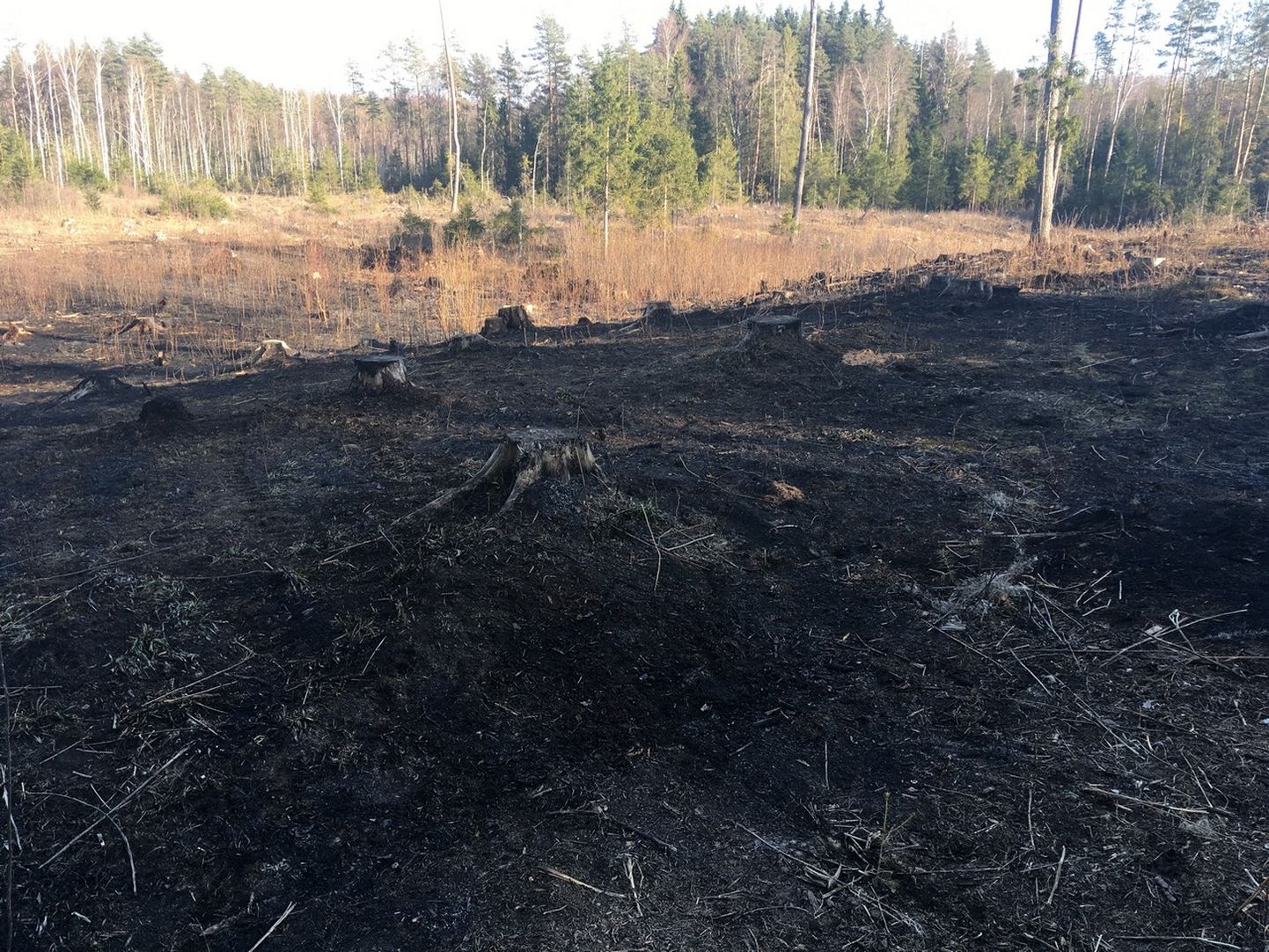 5. aprillil kella 15.16 ajal süttis ohutusnõudeid eiravast lõkkepõletamisest Valga vallas Laanemetsa külas üle poole hektari raiesmikku ja metsaalust pinnast.