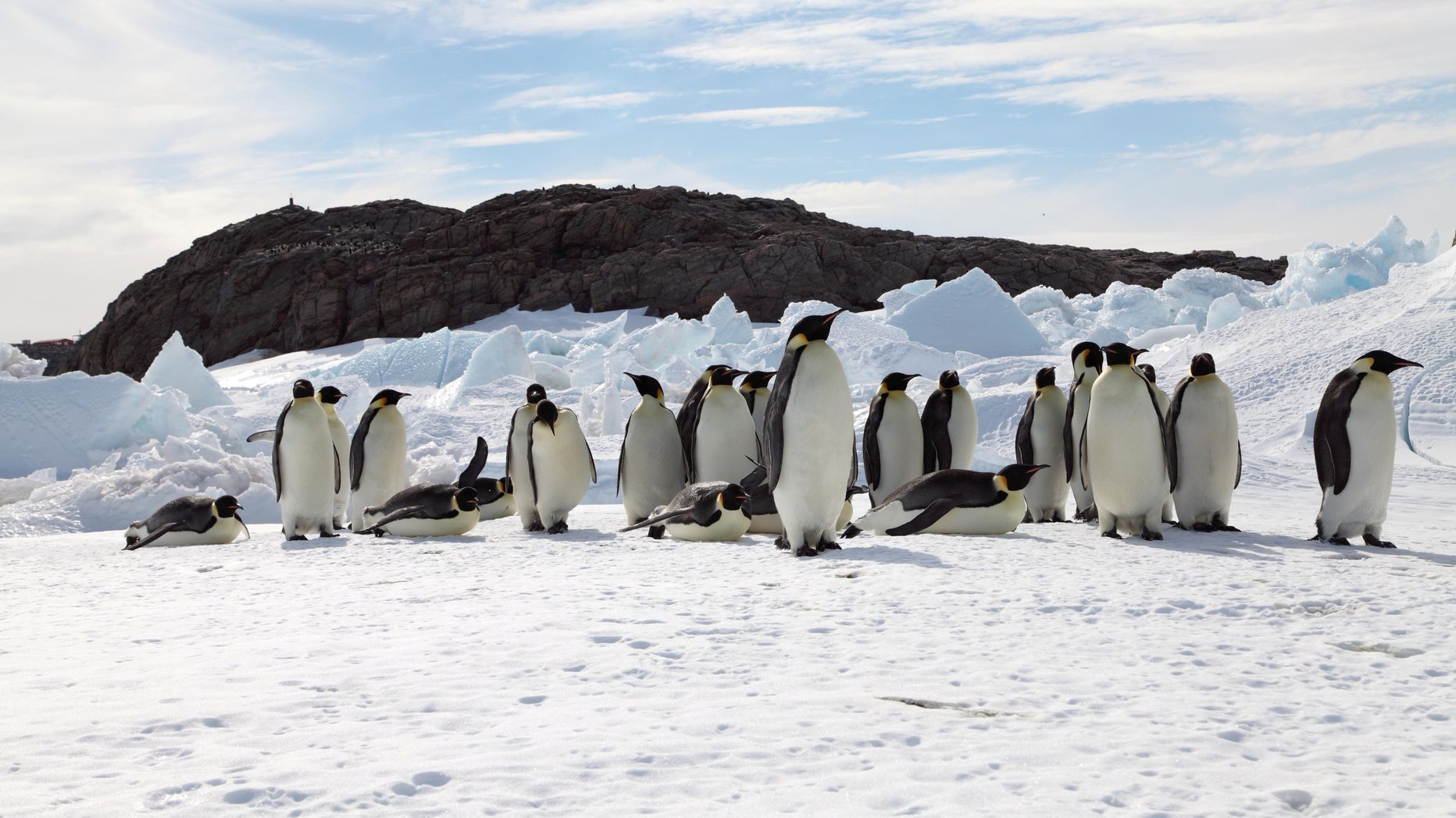 Keiserpingviinid (Aptenodytes forsteri)