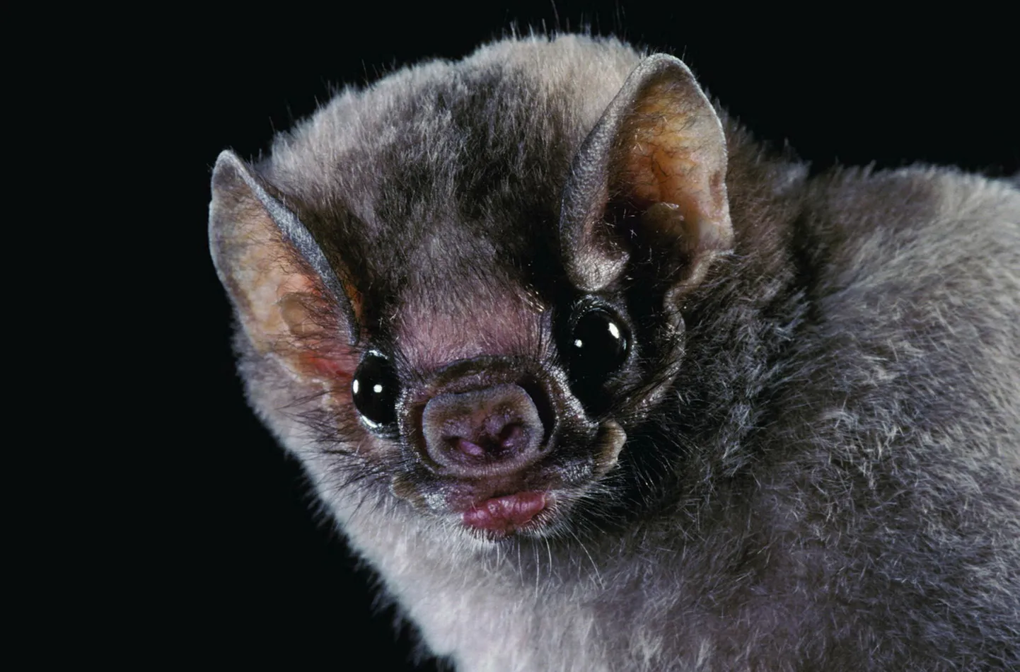 Harilik vampiirnahkhiir Desmodus rotundus
