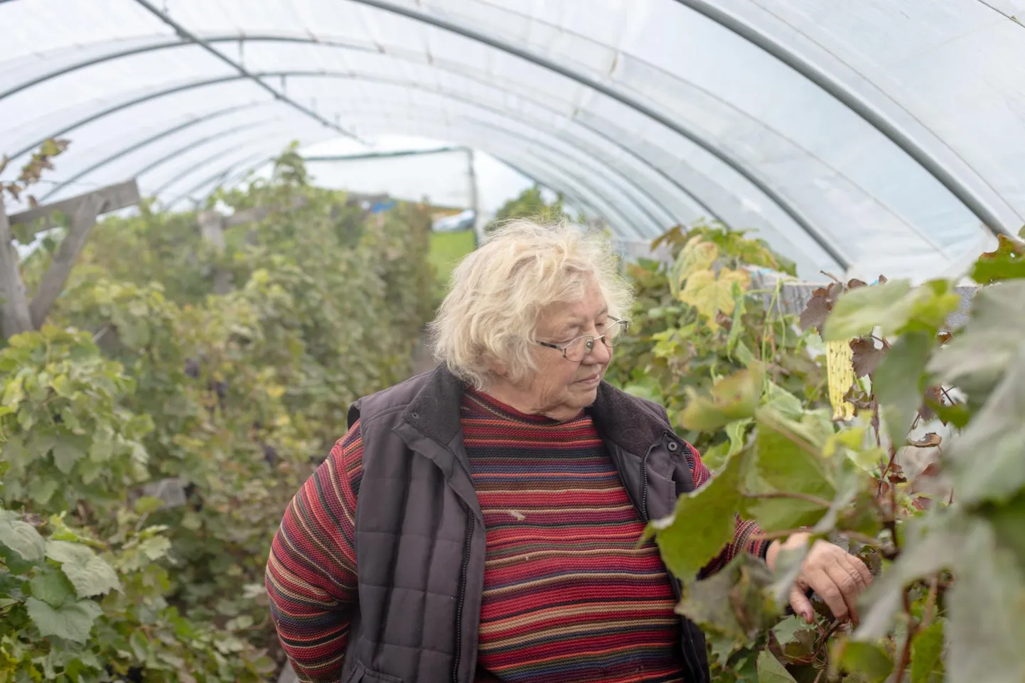 Eesti viinamarjakasvatuse grand old lady Lija Kaska pole tänaseks tundmatu kellelegi, kes viinamarjakasvatuse vastu sügavamat huvi on tundnud.