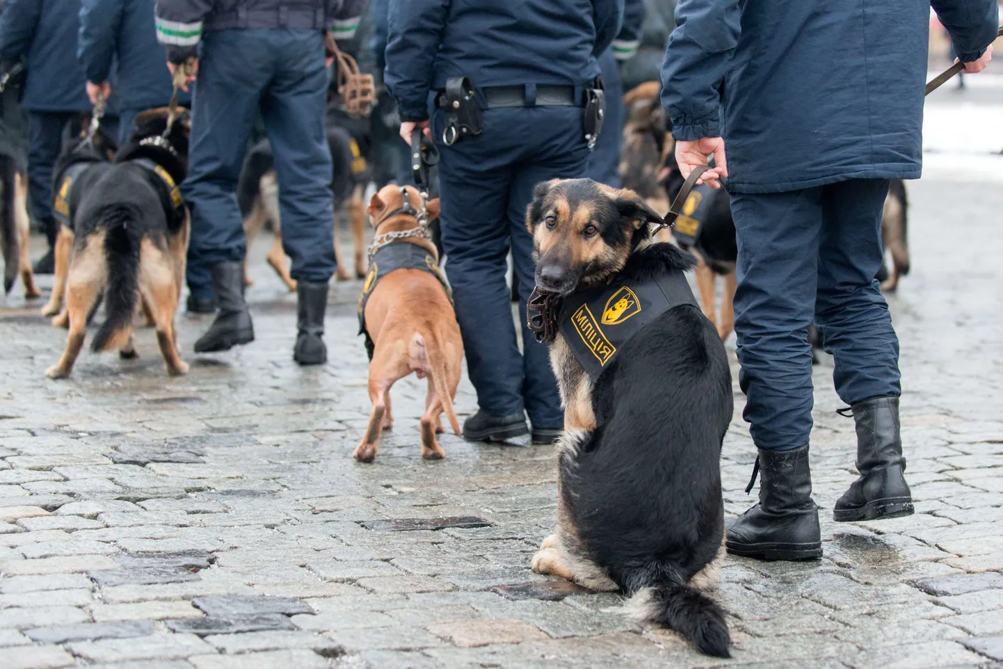 Ukraina miiilitsa ja rahvuskaardi ühispatrull Harkivis 22. jaanuaril.