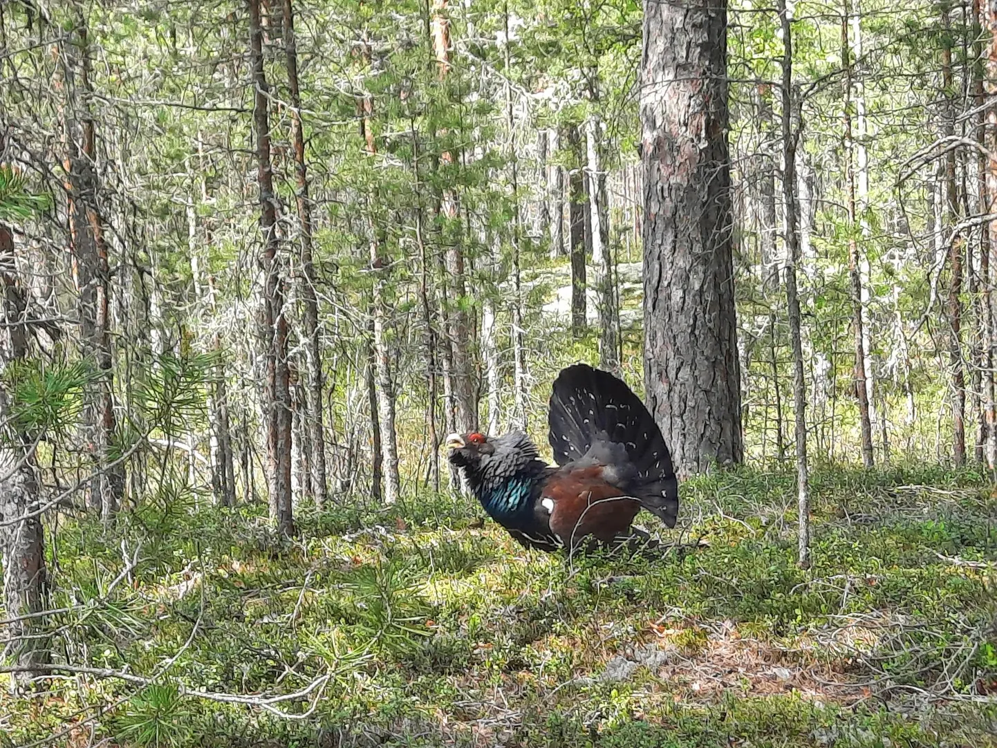 Metsis, läikivmust suur saba lehvikuna õieli, tatsamas Punasoo
servas puude vahel.