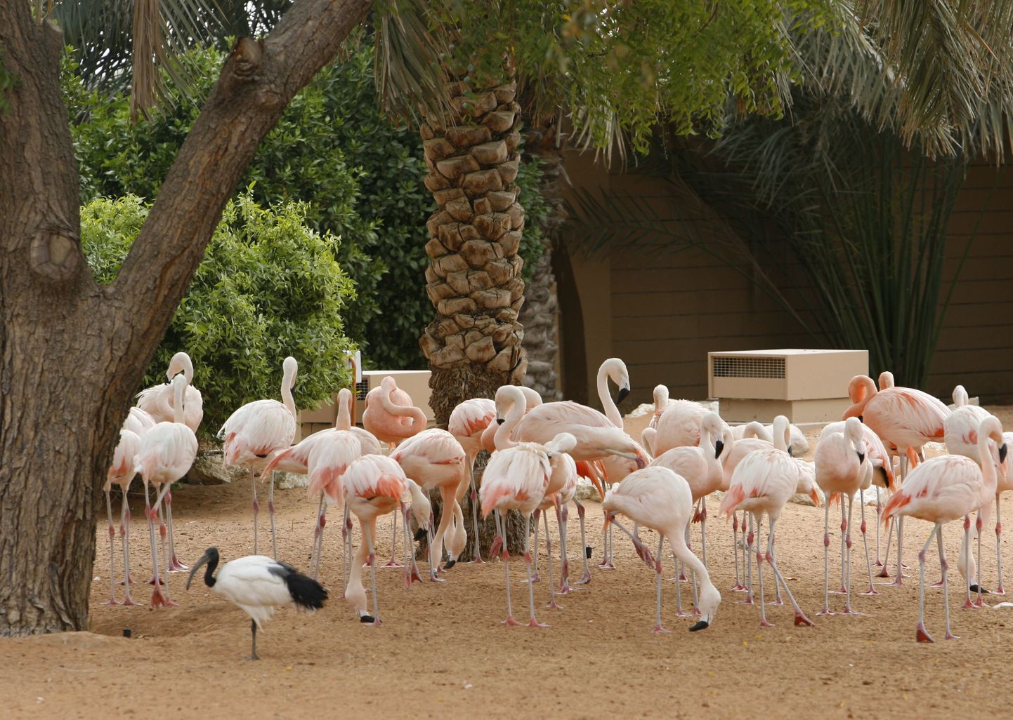 Flamingod. Pildil olevad linnud pole juhtumiga seotud