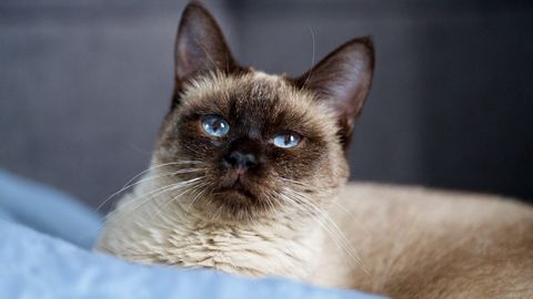 100-pealisest kassivabrikust päästetud loomade kõhust tuli eemaldada surnud looted