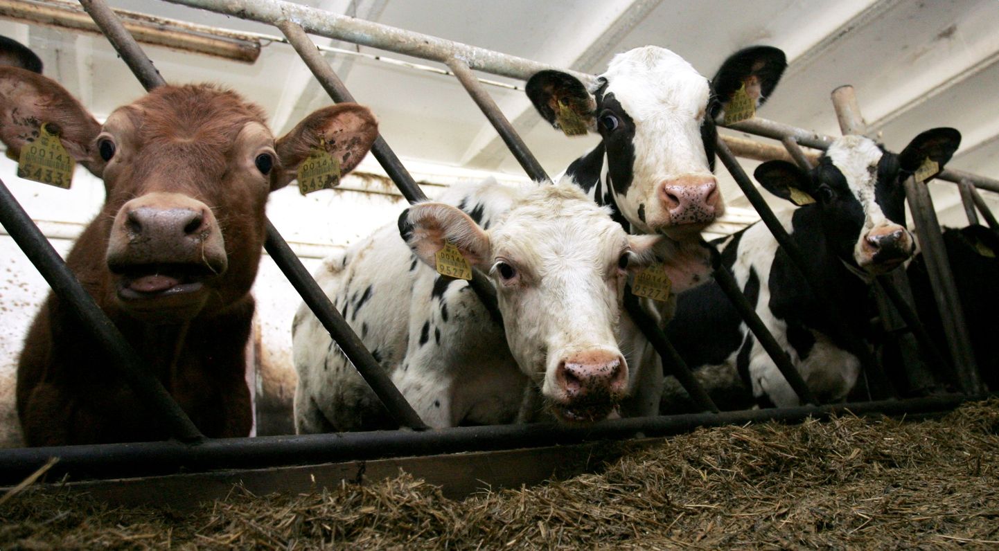 Piimasektorit tabanud kriis on sundinud piimatootjaid viimase aasta jooksul karja oluliselt vähendama.