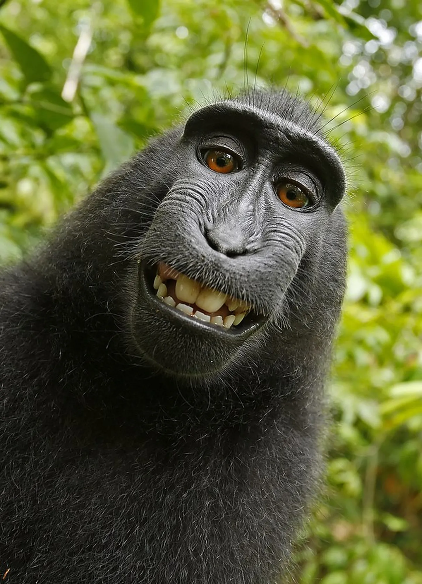 Indoneesia Sulawesi saarel elav tuttmakaak rõõmustab koroonaeelsel ajal endast turisti kaameraga tehtud selfie üle. Peagi muutub Indoneesia floora ja faunaga kohtuma minemine taas lihtsamaks.