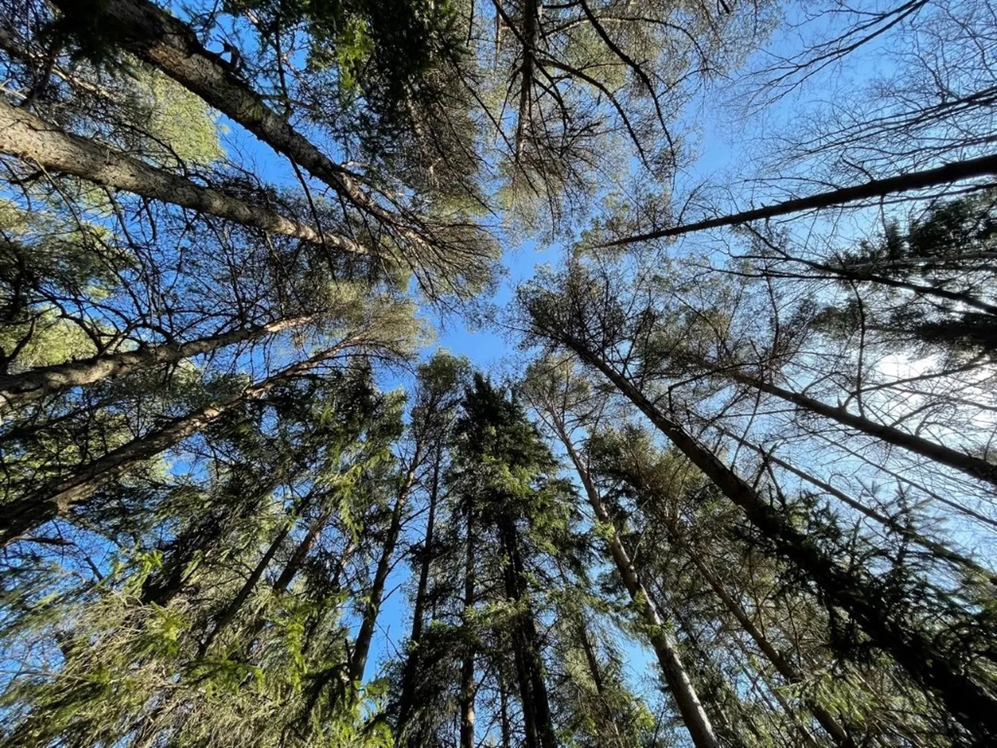 Какумяэ