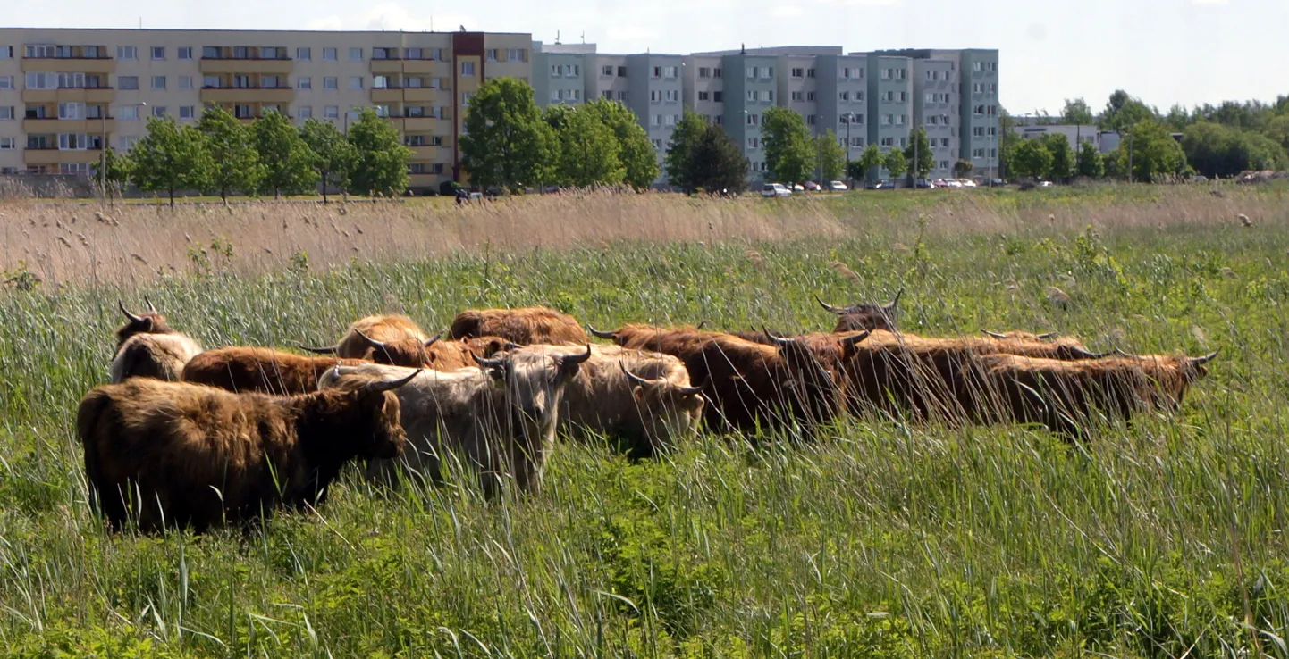 Pärnu rannaniitudel karjatatakse taas Šoti mägiveiseid.