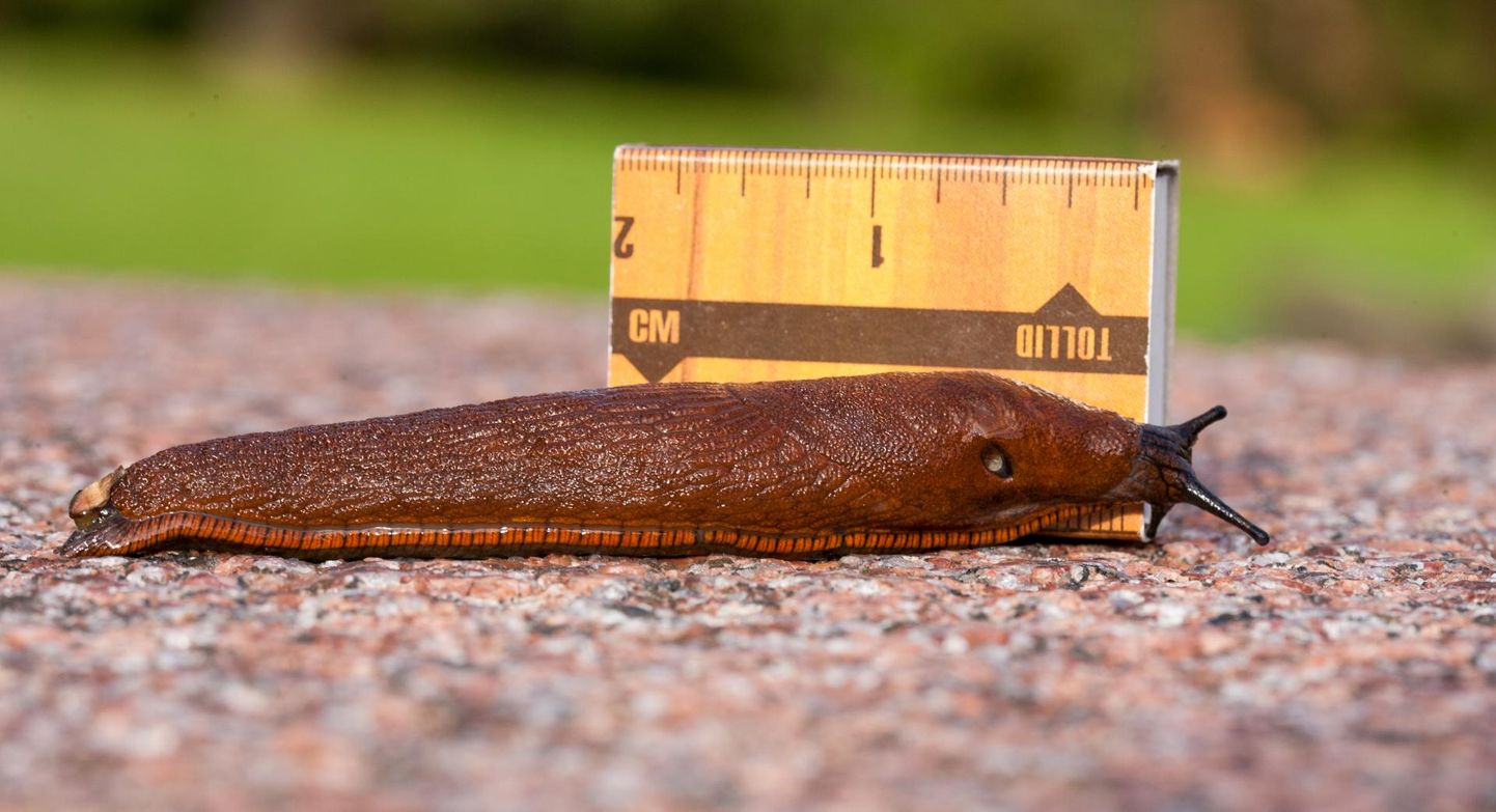 Lusitaania teeteod nagu ka kodumaised kahjutud seateod võivad kasvada mitme sentimeetri pikkuseks. On leitud isegi ligi 20-sentimeetriseid isendeid.