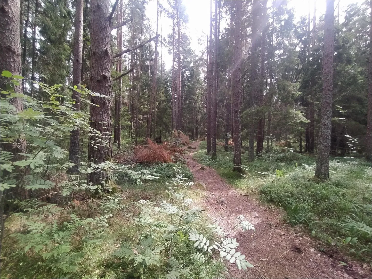 Jalgrada Saaremaa KAH-alal Lindmetsas. Sellises metsas peaks lageraie olema keelatud.