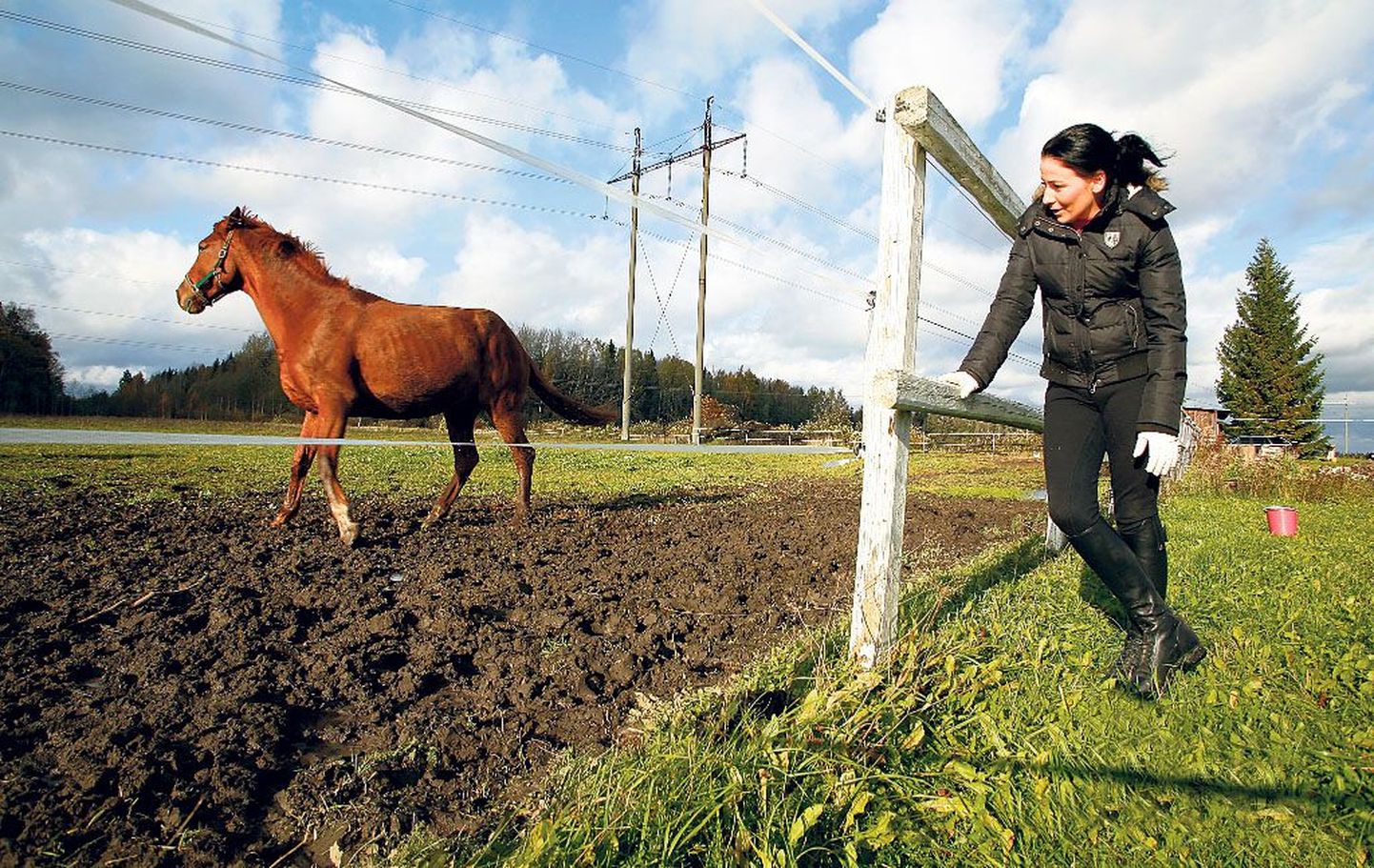 Hobuseid kasvatav Anne-Mai Müürsepp on veendunud, et tema maal kulgev kõrgepingeliin avaldab mõju tervisele.