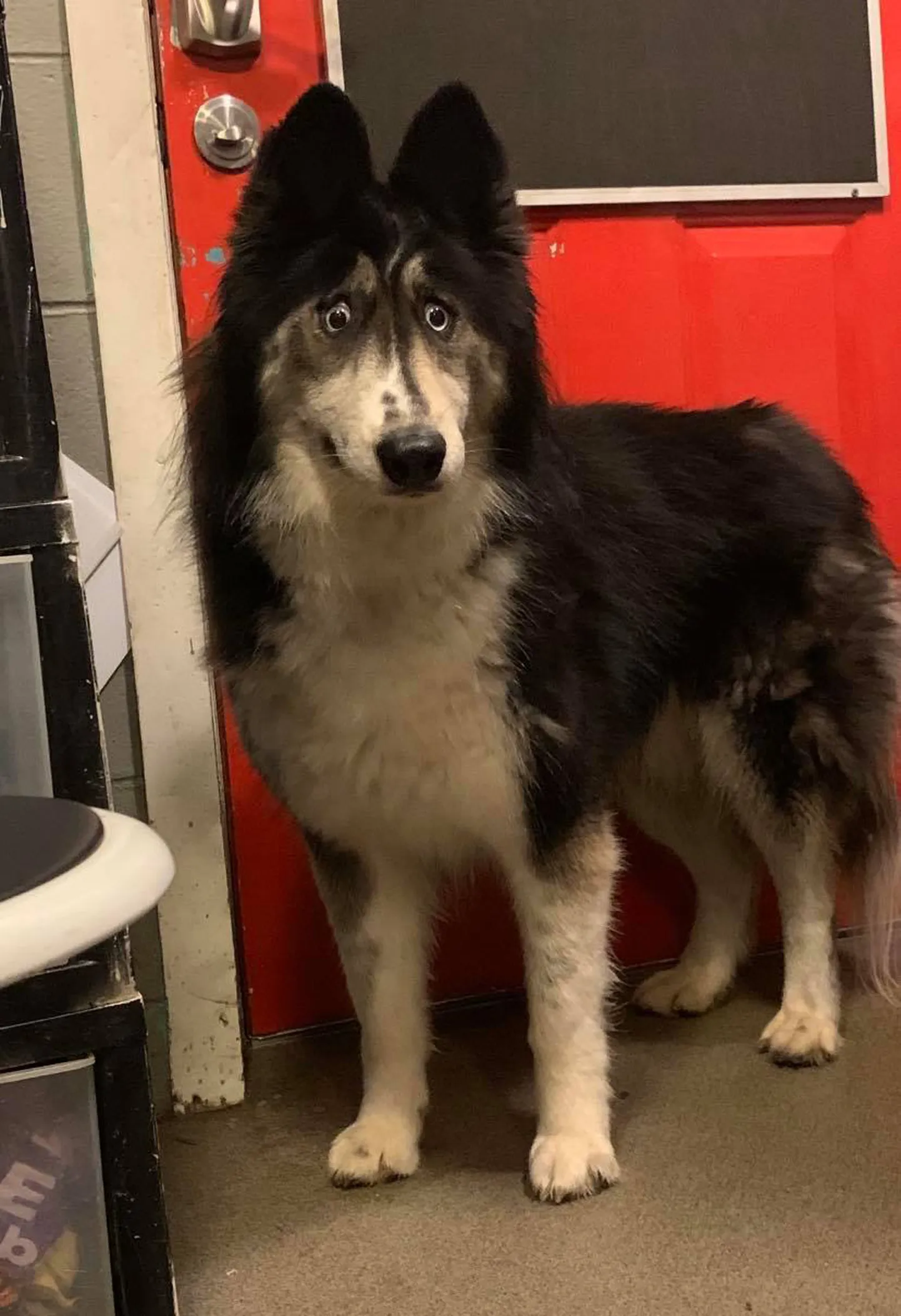 Husky nimega Jubilee