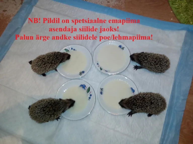 Siilid hoiukodus