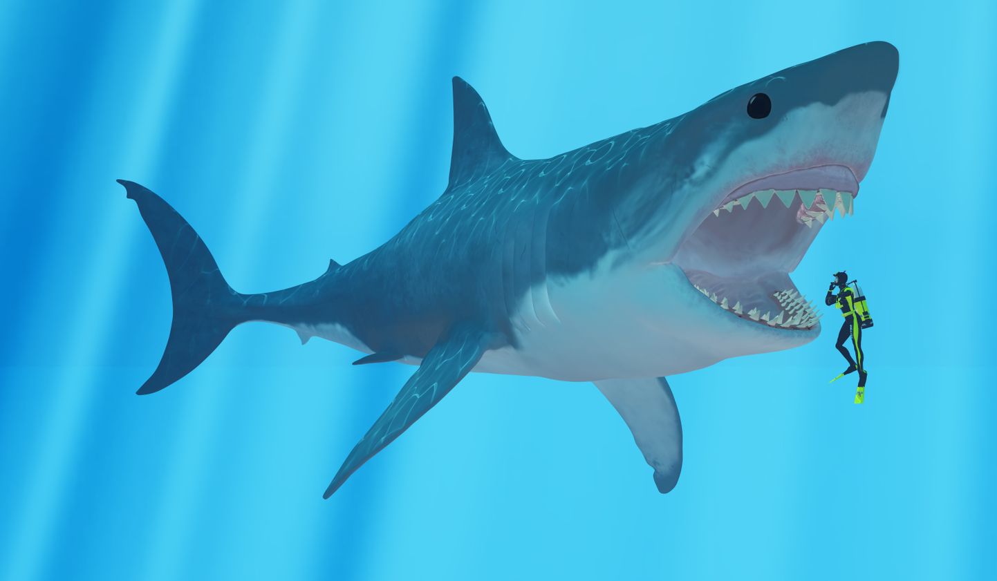 Arvutijoonistus eelajaloolise hai megalodoni ja sukelduja suuruse võrdlusest.