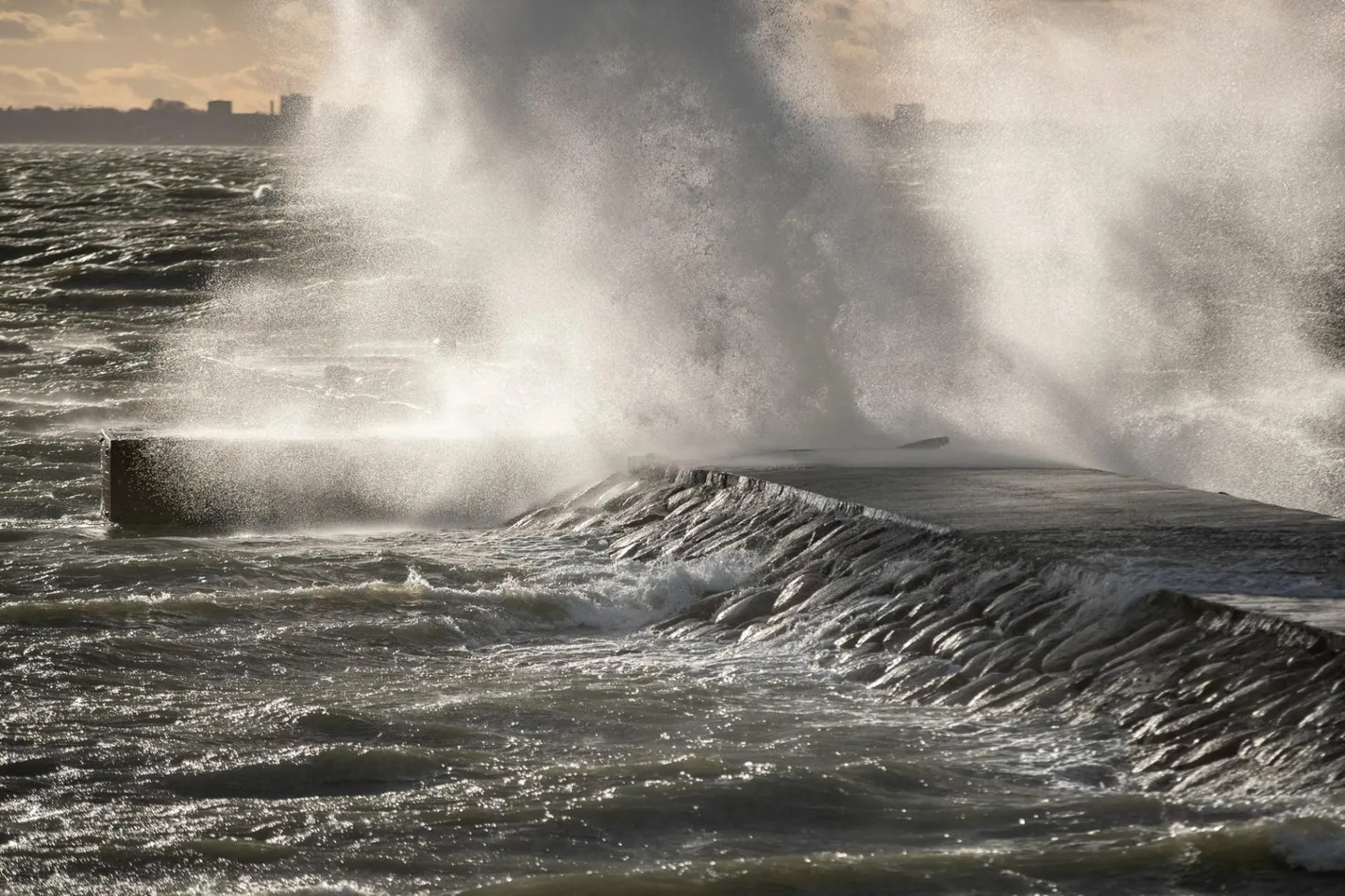 Torm merel.