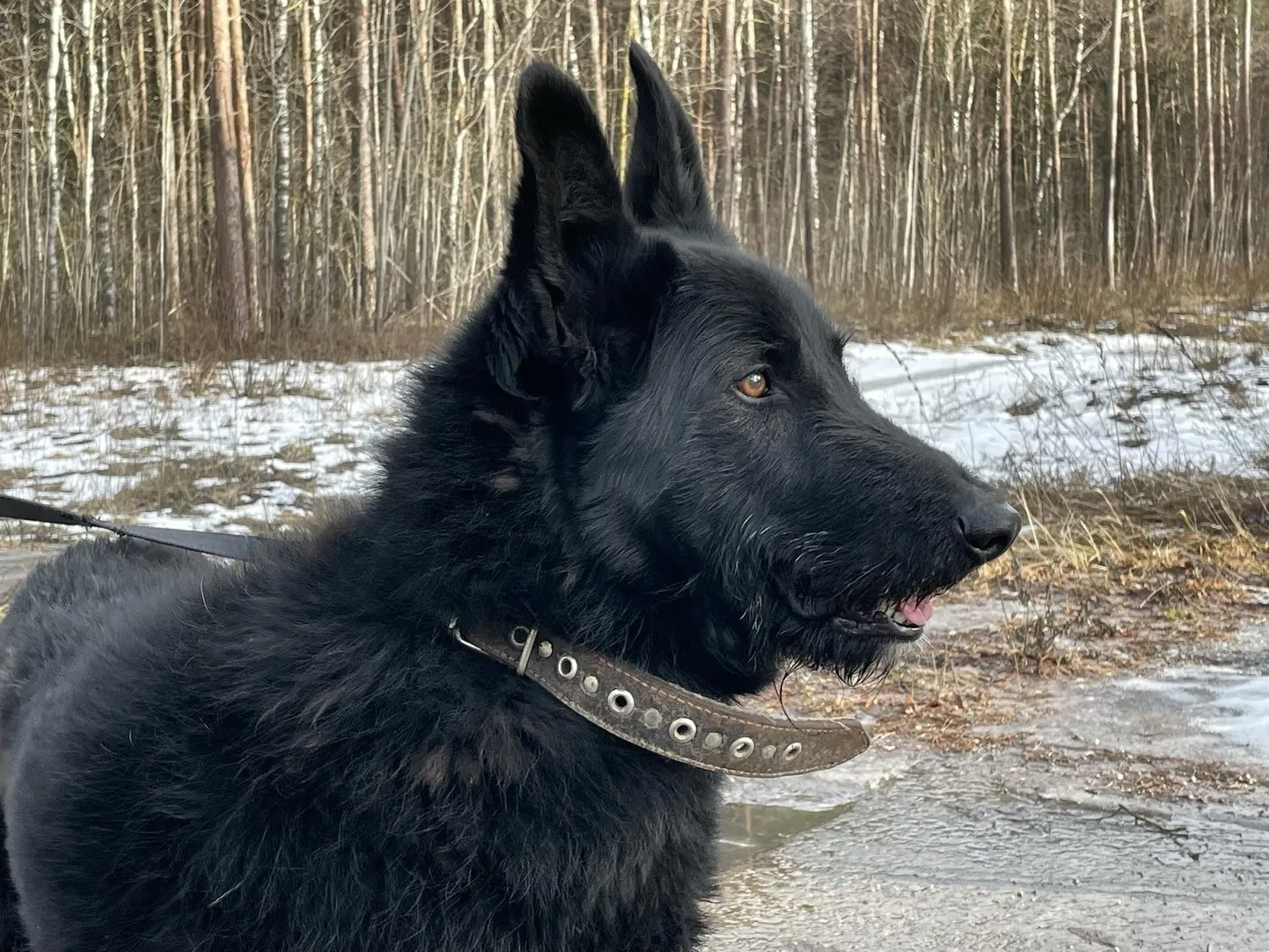 Kodu otsib isane koer Paul.