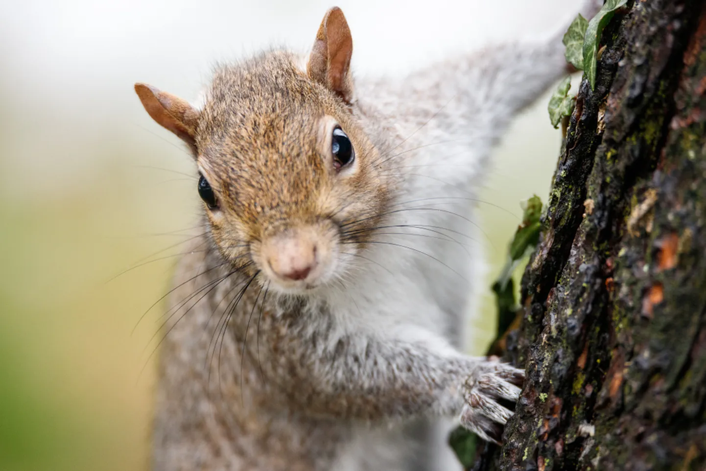 Keskkonnaamet tuletab meelde, et metslooma abistades peab arvestama ka sellega, et terav nokk, küünised või hambad ei ole iluasjad ning enesekaitseks võetakse need kasutusse – ka väikesed ja armsad loomad, näiteks oravad ja siilid, võivad väga valusasti hammustada