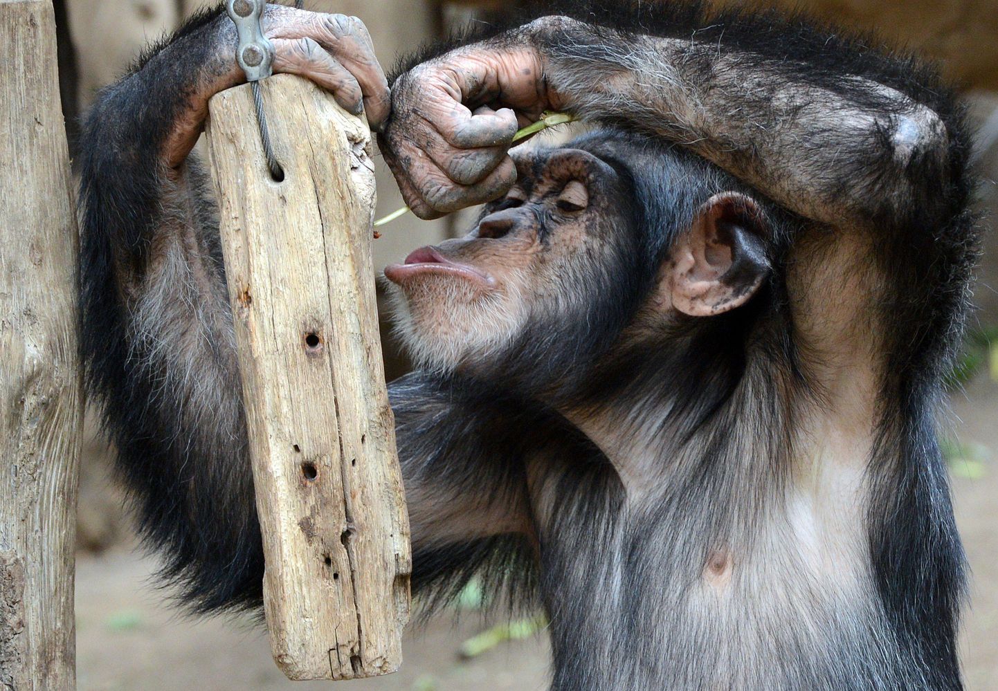Eksperimendi käigus anti šimpansidele puutükid, mille sees olevatest aukudest sai mee kätte vaid erinevate tööriistade abiga.
