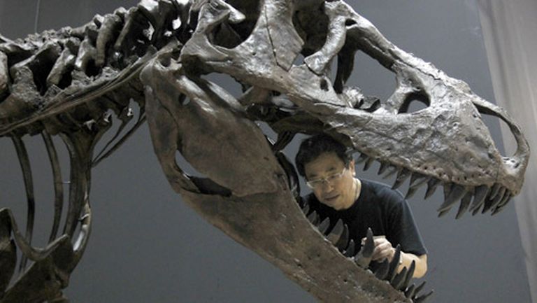 Tiranozaura skelets 