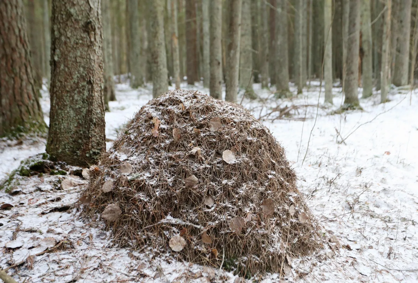 Sipelgaid võib hukkuda terve armee, aga soodsate tingimuste, eelkõige toidubaasi olemasolul taastavad nad oma read imekiirelt.