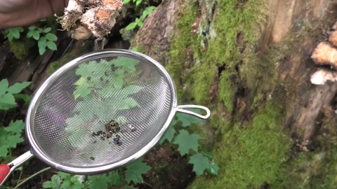 VIDEO ⟩ Ogres ielejā konstatēta Latvijā jauna vaboļu suga