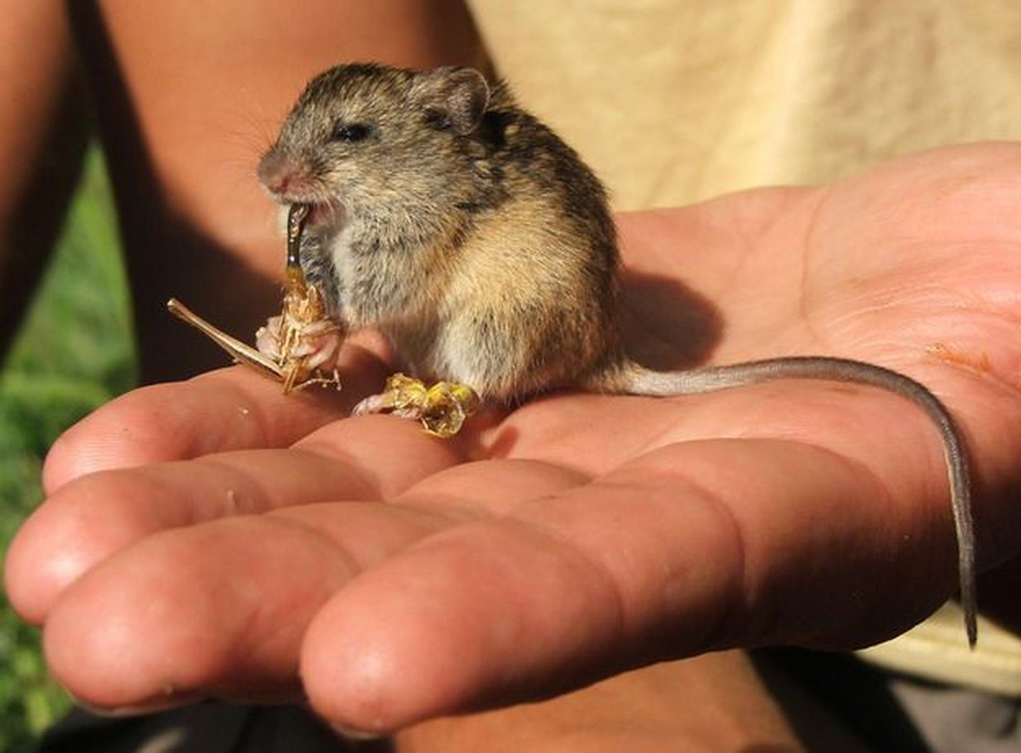 Kasetriibik on väike hiiretaoline loom, kes erineb teistest meie närilistest väga pika saba poolest.