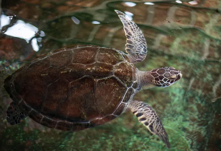 Lepidochelys kempii