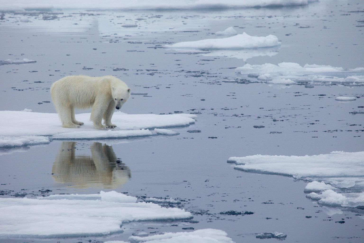 Jääkarust sulalompide vahel on saanud kliimamuutuse üks sümboleid.