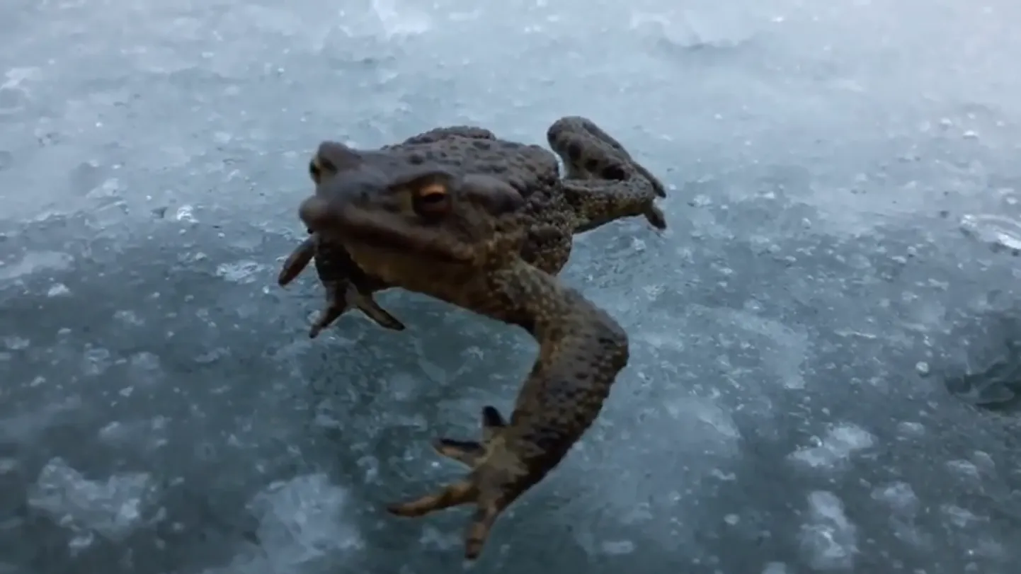 Kärnkonn jääl
