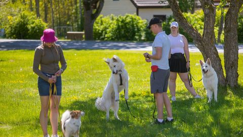 Koerad käisid Saaremaal ühiskonda sulandumist harjutamas