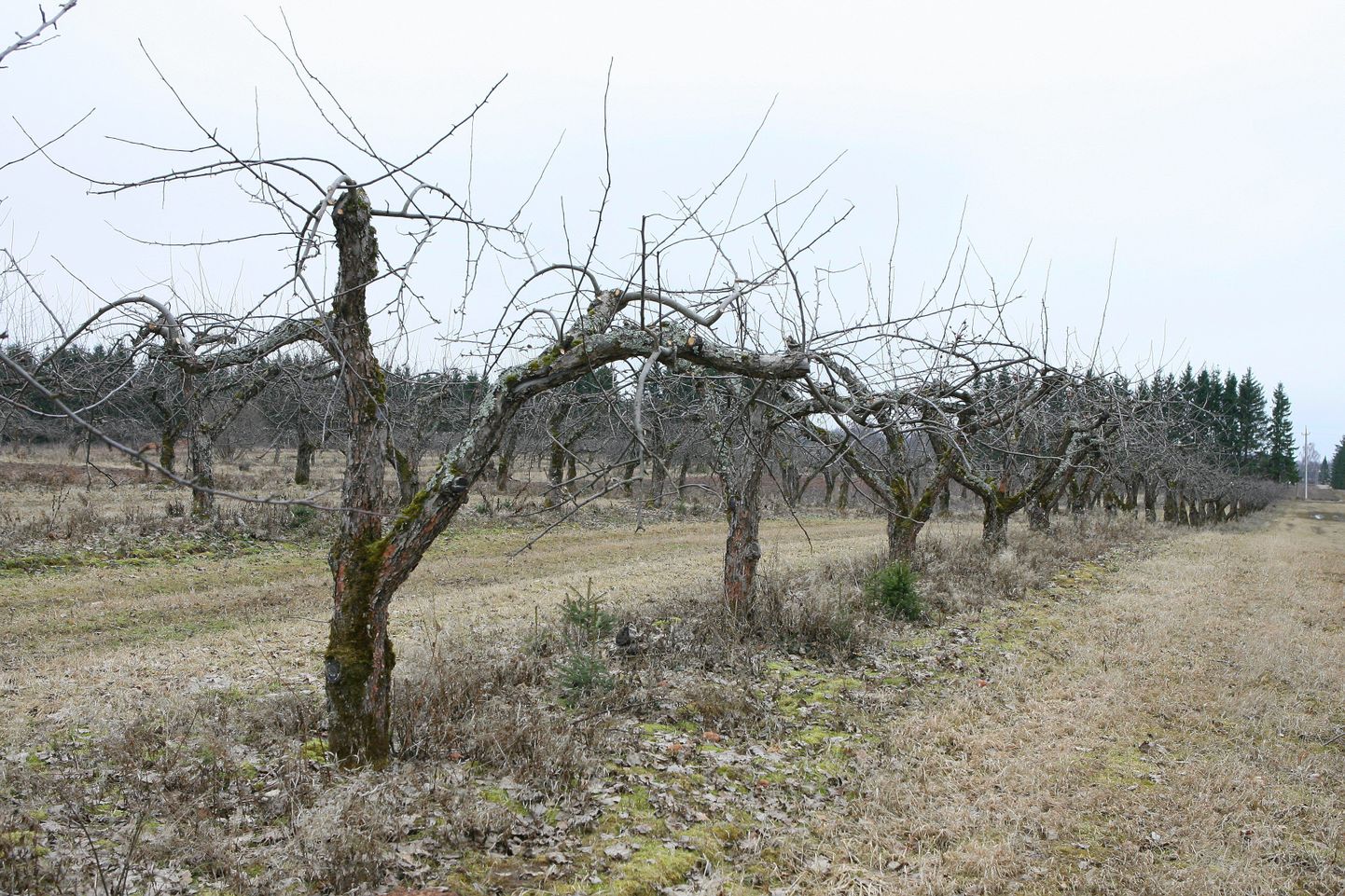 Viljapuudel võib oksi lõigata pungade puhkemiseni. Nii saab vältida ohtu puu viljakusele.