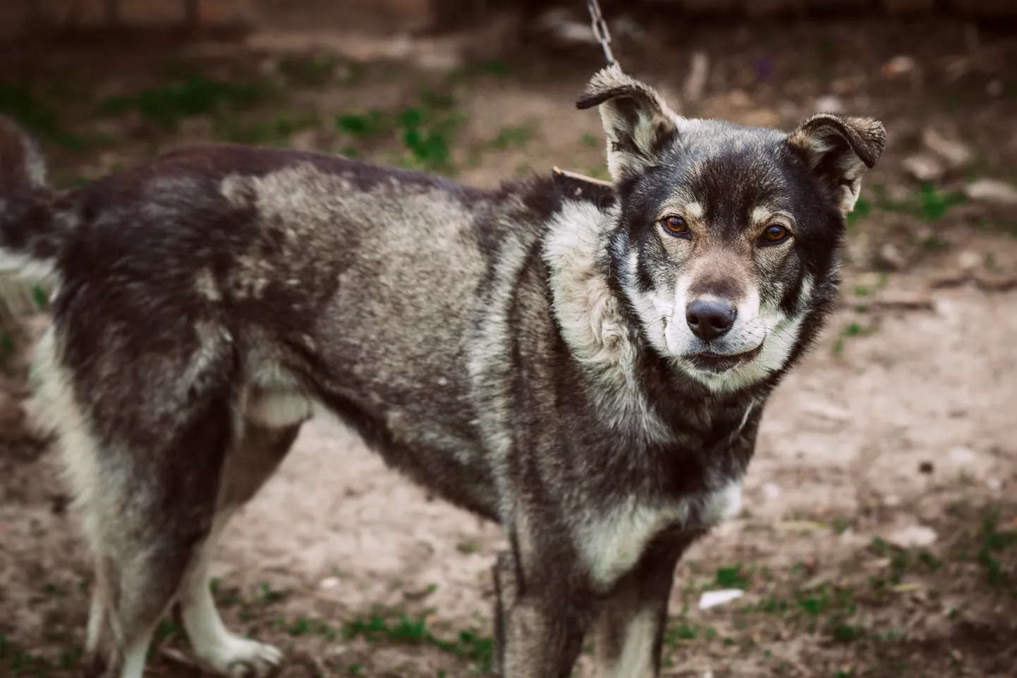 Norralanna sai hammustada marutaudi nakatunud koeralt.