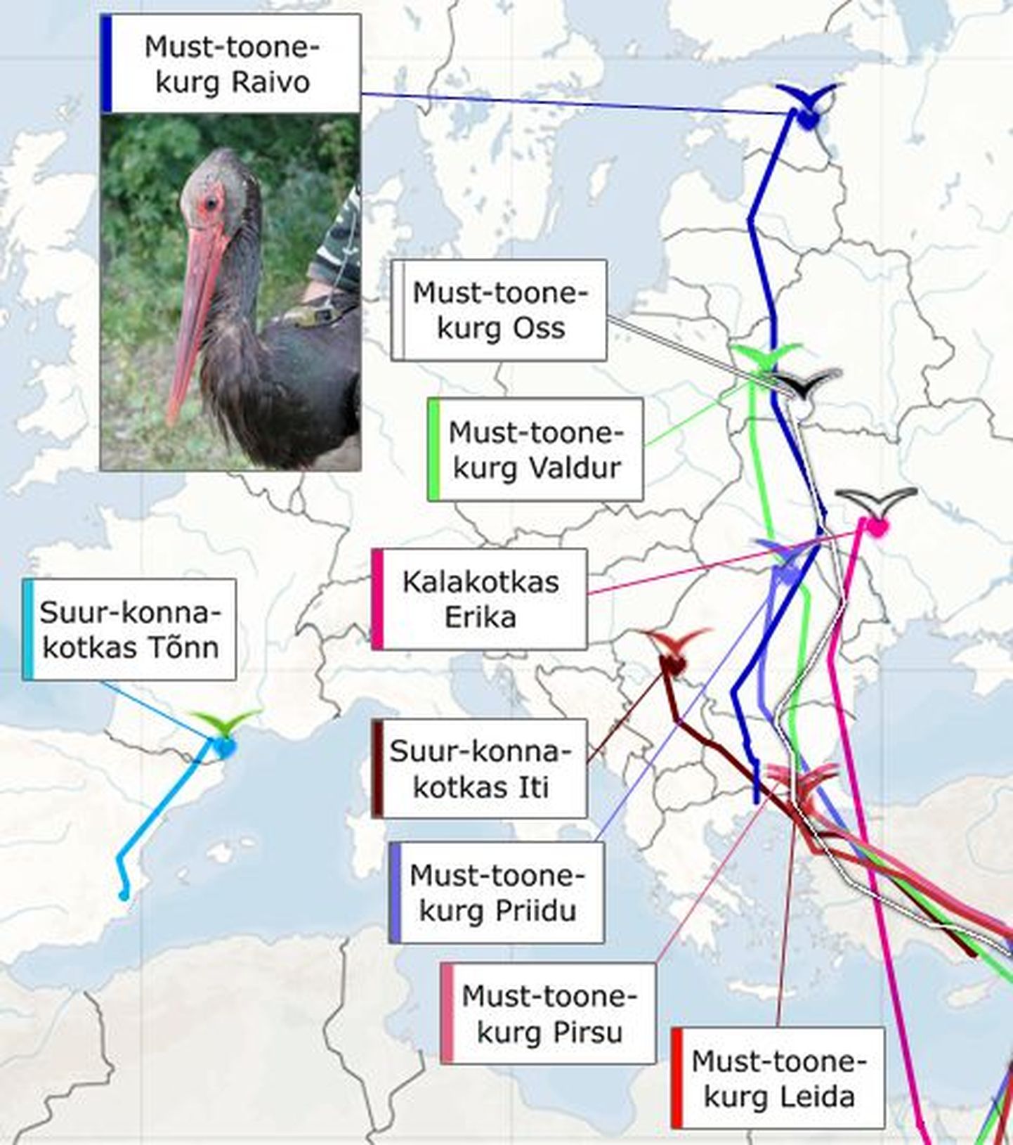 Saatjatega lindude rändekaart, 31. märtsi seisuga