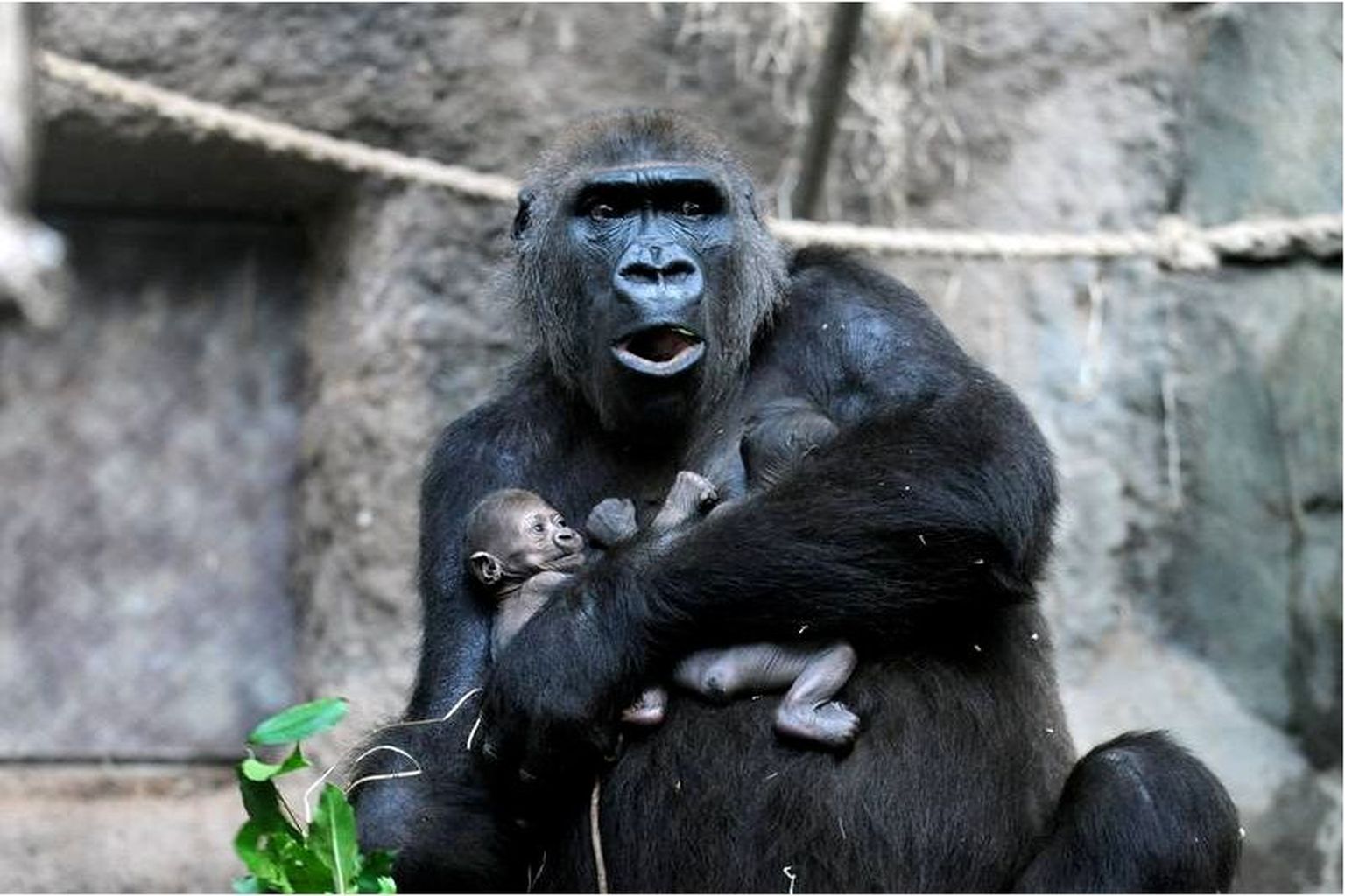 Gorilla Diani kaksikute üle sai loomaaed rõõmustada vaid ühe päeva