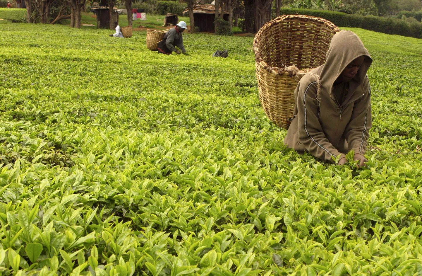 India teeistanduse töölisi kahtlustatakse kannibalismis