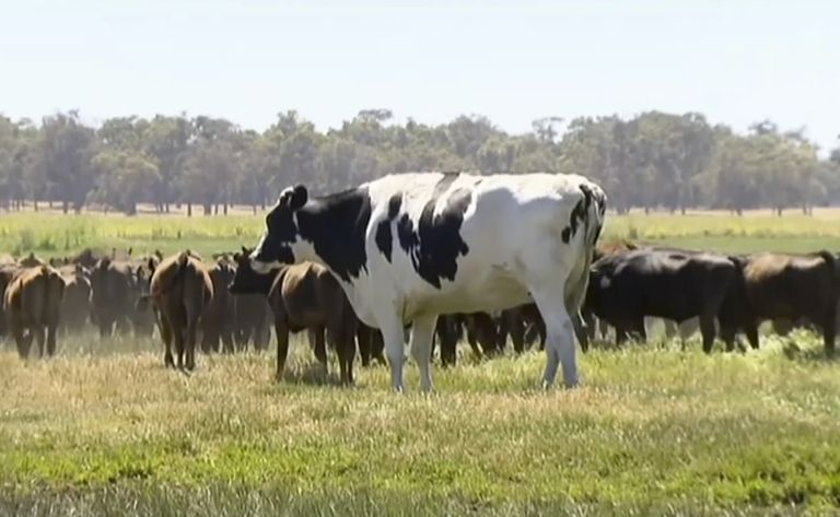 Mustvalge Knickers on Austraalia suurim härg