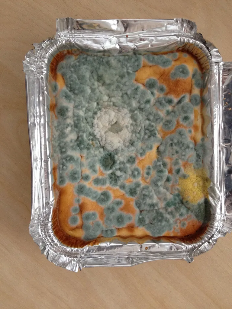 Kohupiimavorm katse lõppedes.