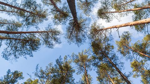 Otsingud piirilähedases metsas kestsid mitu tundi