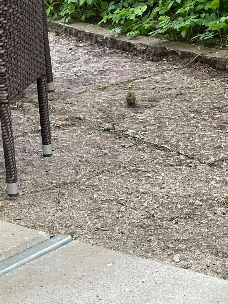 Juttselg-hiir Tallinna vanalinna restoranis.