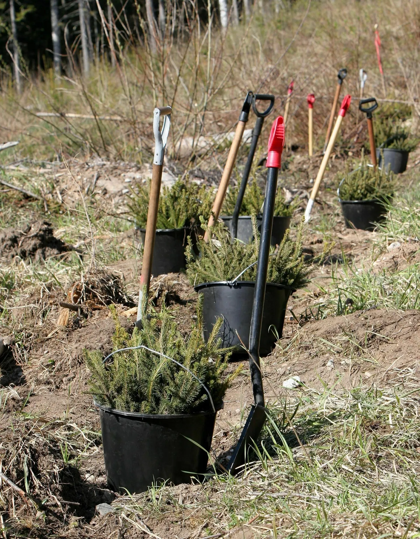 Tänavu korraldab RMK metsapäeva Harju-, Rapla- ja Tartumaal.
