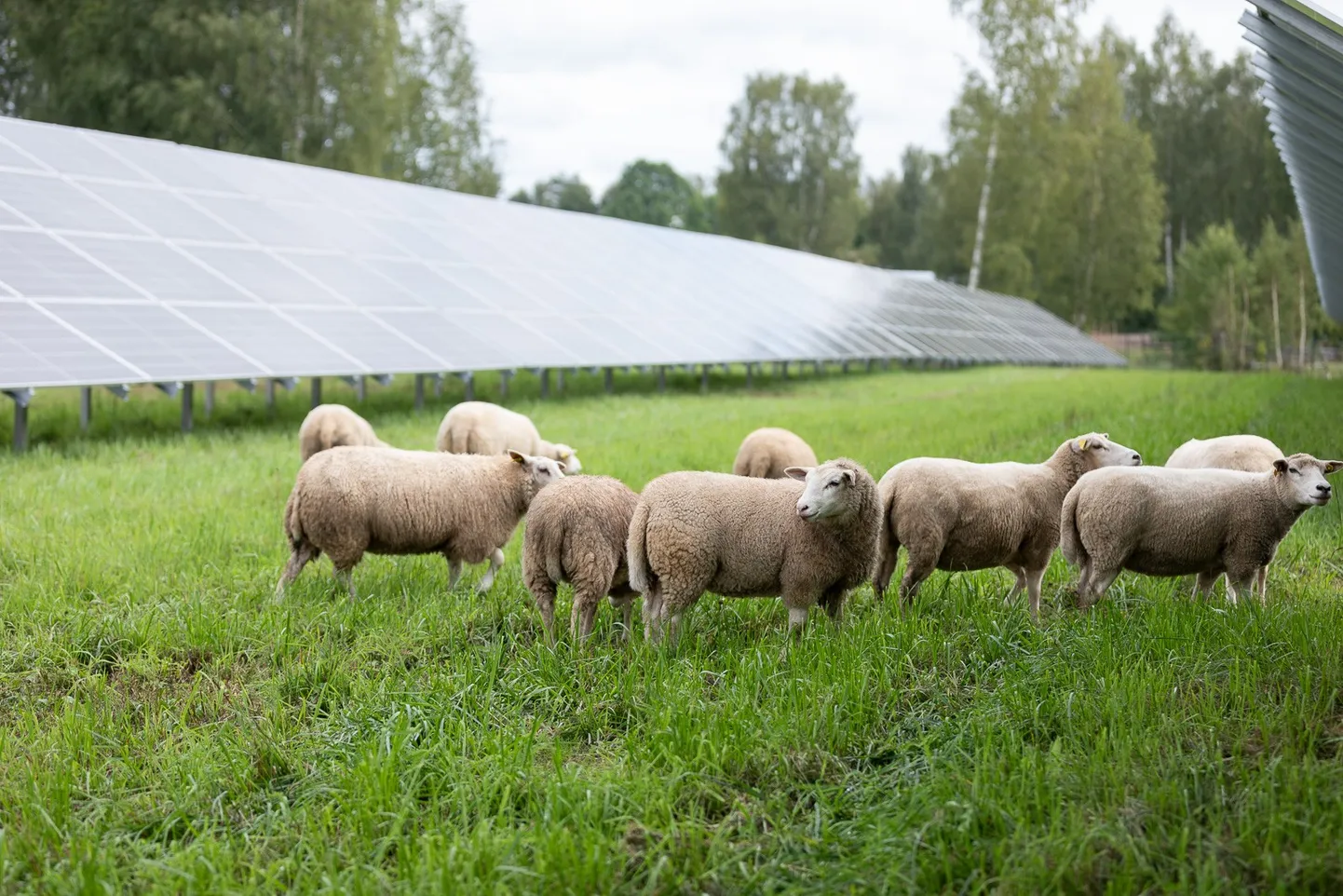 Ligi 20 pealised lambakarjad on tänaseks jõudnud Ruusa (fotol), Maaritsa, Maramaa, Anija, Tapa, Tooma ja Kuusalu päikeseparki.