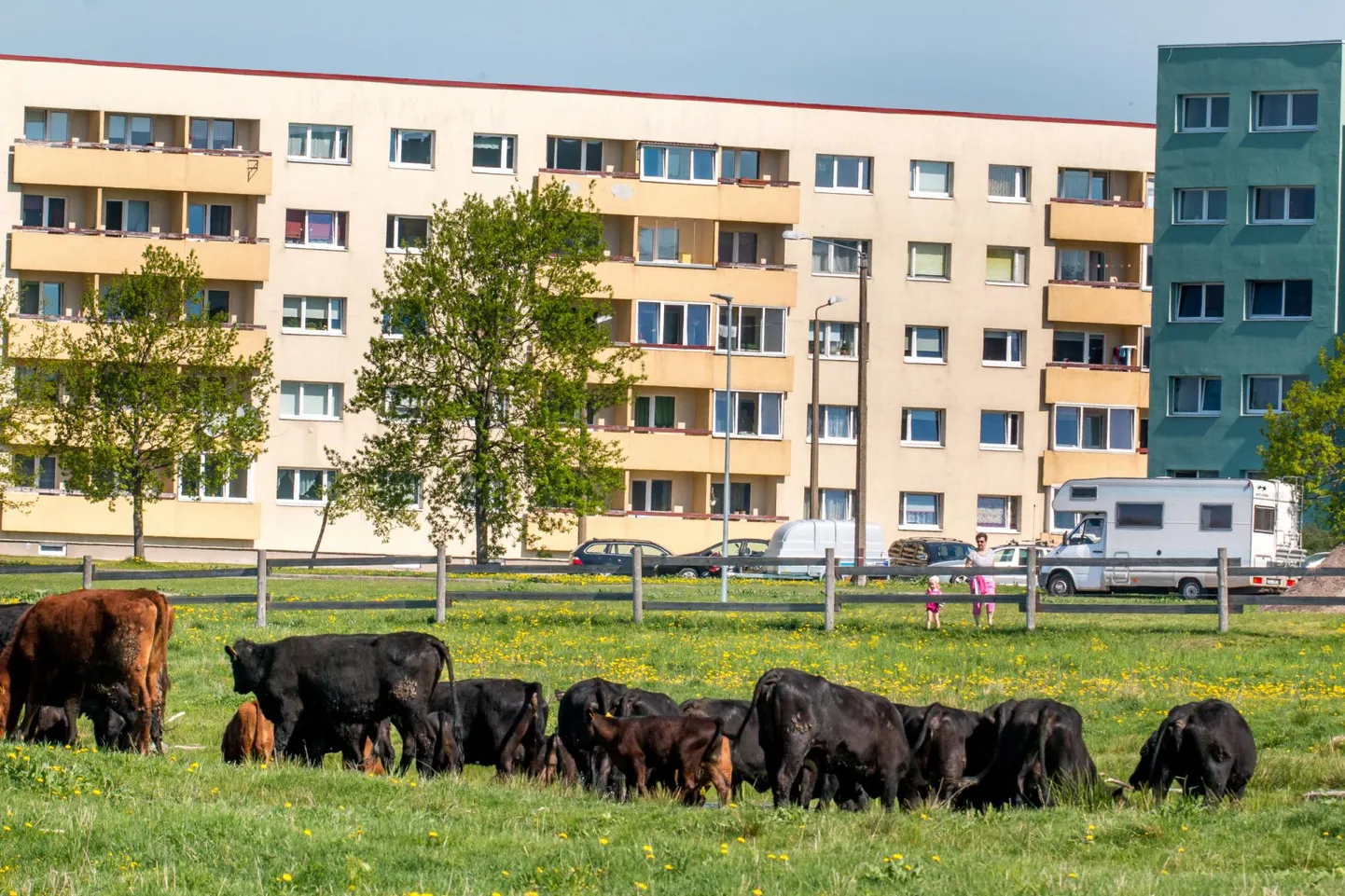 Linnalehmad rannaniidul. Arhiivifoto.
