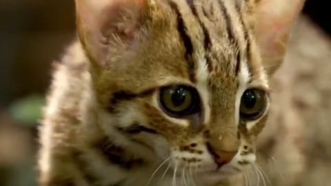 Самая маленькая кошка в мире попала на видео