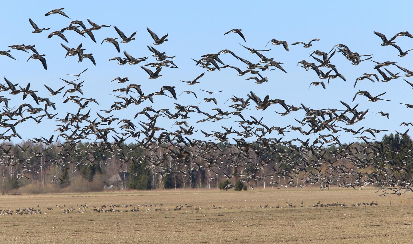 После зимовки в Голландии гуси весной возвращаются в Эстонию.