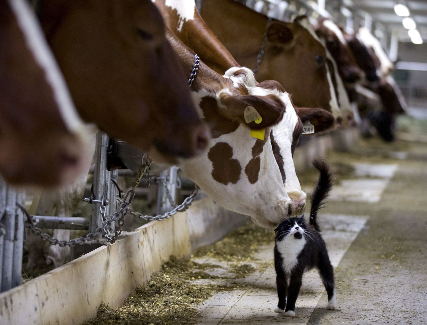 Dairy cows nuzzle a barn cat as they wait to be milked at a farm in Granby, Quebec, Canada July 26, 2015.  REUTERS/Christinne Muschi    SEARCH - MOST POPULAR INSTAGRAM - FOR ALL 25 IMAGES      TPX IMAGES OF THE DAY