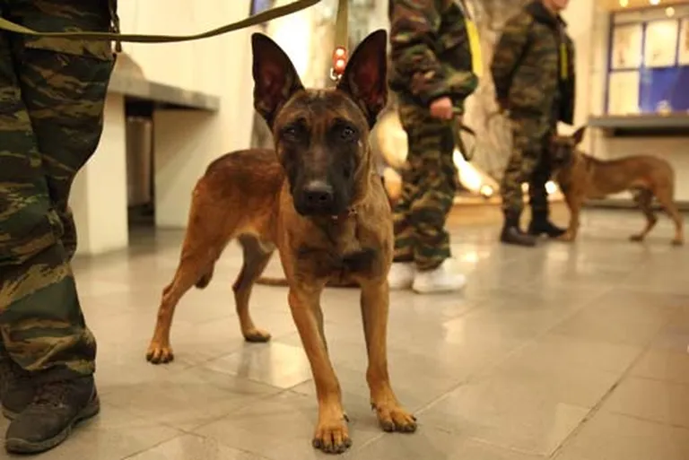 Viens no Krievijai dāvinātajiem klonētajiem suņiem 